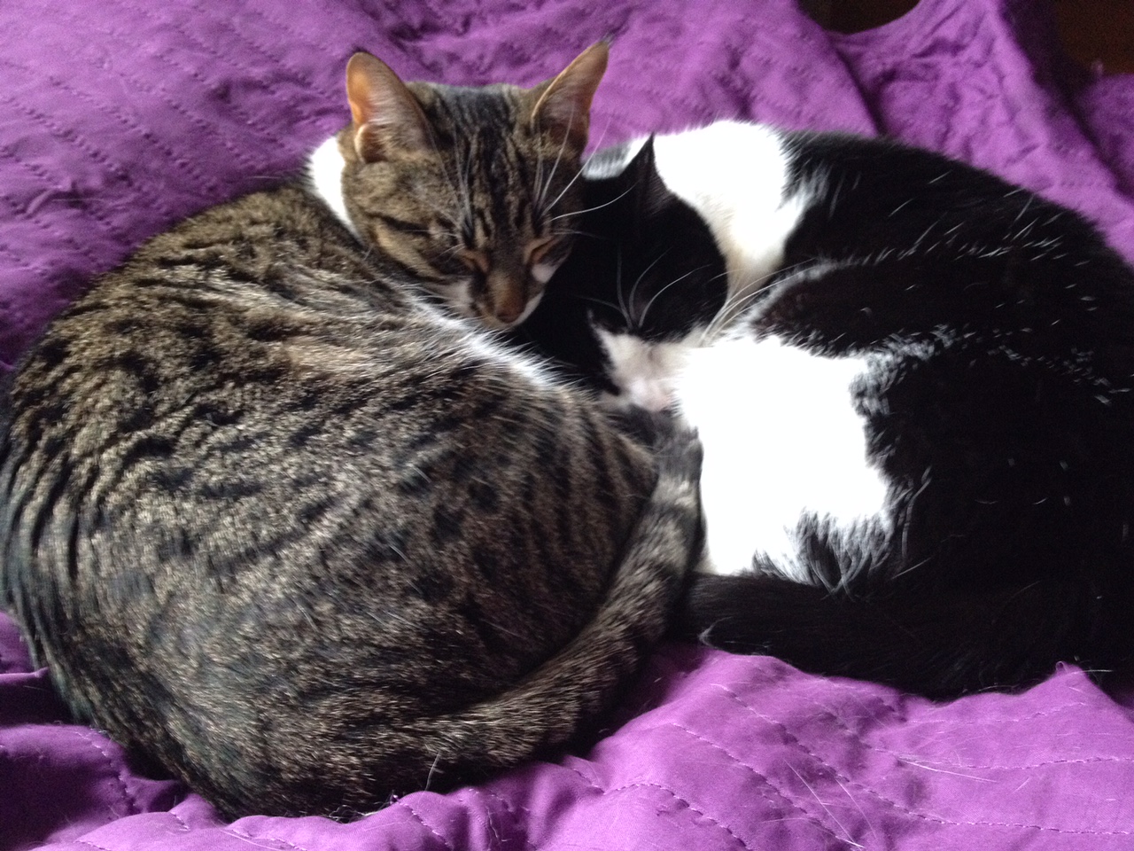 My two cats Ada and Curie having a nice nap together.