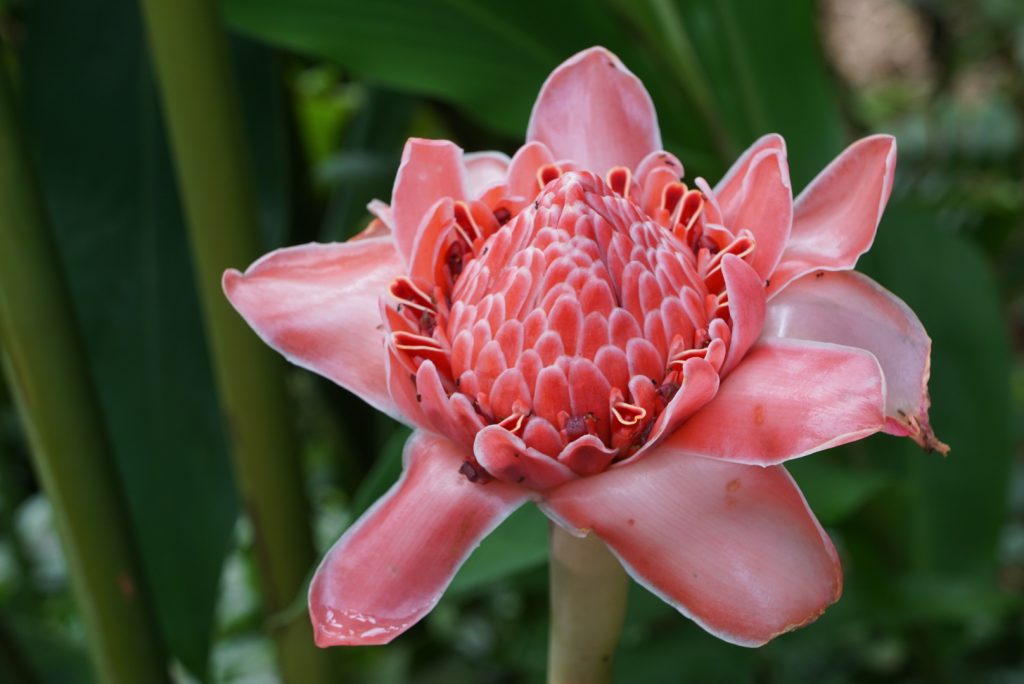 A pink torch ginger flower with a green leafy background.